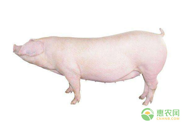 今日生猪多少钱一斤？2019年全国生猪价格行情预测